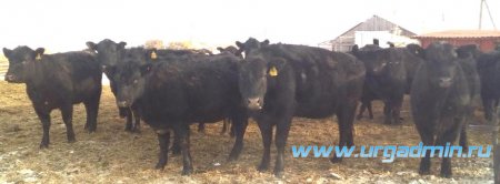 Проведение работы по пересчету маточного поголовья мясного скота в Юргамышском районе